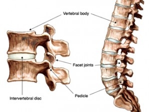 Coluna vertebral: Anatomia, vértebras, articulações